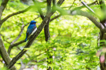 Blue-and-White Flycatcher with Fresh Greenery