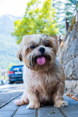 shih tzu dog walks around the city in the summer heat 