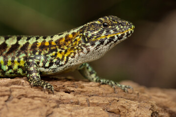 Painted Tree-Iguana portrait
