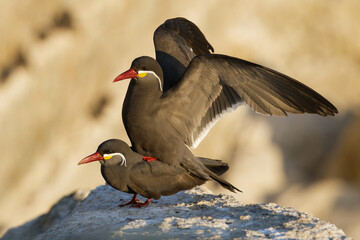 Inca Terns mating in warm gold light