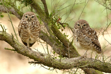 Couple of Burrowing Owls perched on a tree