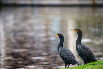 Cormorants at the Pond