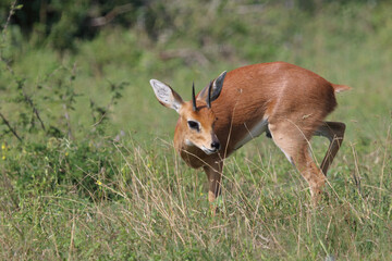 Afrikanischer Steinbock / Steenbok / Raphicerus campestris