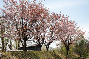 満開のサクラと青空
