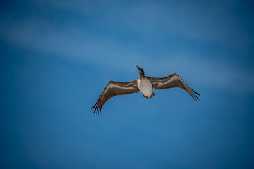 Pelican in Flight