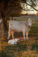 Mother cow and her newborn calf © Greg Johnson