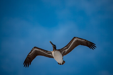 Pelican in Flight