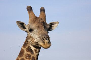 Giraffe / Giraffe / Giraffa camelopardalis