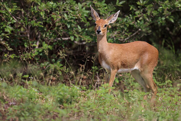 Afrikanischer Steinbock / Steenbok / Raphicerus campestris