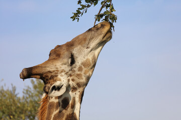 Giraffe / Giraffe / Giraffa camelopardalis
