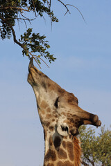 Giraffe / Giraffe / Giraffa camelopardalis