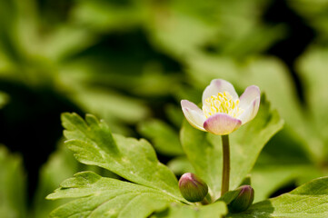 春の野原のニリンソウ