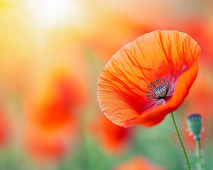 Bright Red Poppy in a Vibrant Field During Golden Hour