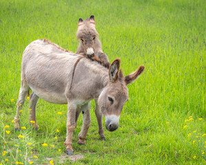 2022 05 26 Sauvie Island - Female Donkey and Offspring 001