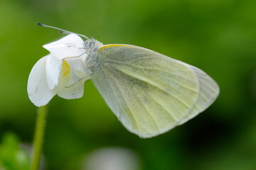 モンシロチョウとニリンソウ
