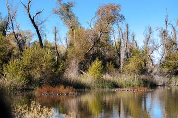 Landscape - Gray Lodge Wildlife Area 001