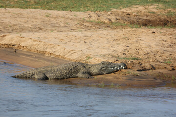 Nilkrokodil / Nile crocodile / Crocodylus niloticus
