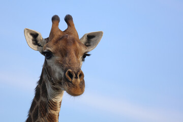 Giraffe / Giraffe / Giraffa camelopardalis