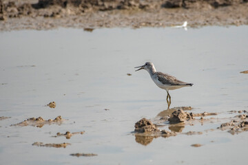 Plover Bird at Little Rann of Kutch, Wild Ass Sanctuary