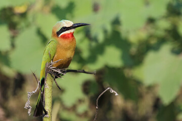 Weißstirnspint / White-fronted bee-eater / Merops bullockoides