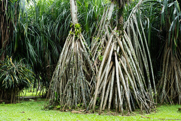 Large pandan tree roots with an intricate structure, showcasing their aerial and stilt-like formation, providing stability and a unique natural texture