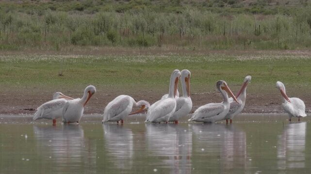 Flock of American White Pelicans at Eagle Nest Lake NM