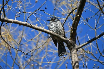 A Brown-eared Bulbul. A wild bird of the Passeriformes Pycnonotidae Hypsipetes. It has a high-pitched cry and feeds on fruit and flower nectar.