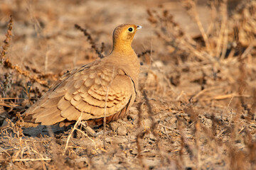 Chestnut-Bellied Sandgrouse at Little Rann of Kutch