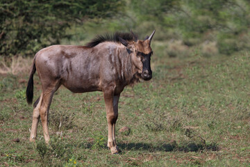 Streifengnu / Blue wildebeest / Connochaetes taurinus