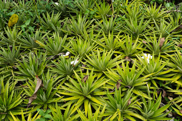 A pattern of thorny green plants growing close to the ground, creating a textured and natural...