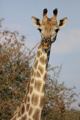 Giraffe / Giraffe / Giraffa camelopardalis