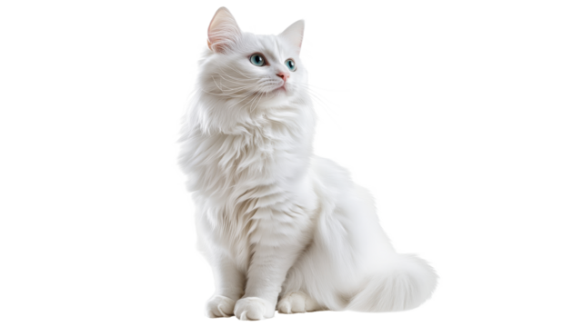 Elegant white cat with blue eyes