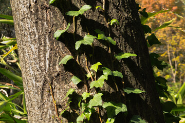 Green leaves on a tree, light and shadows contrast