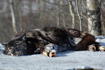 Handsome black wolf having a snooze © George