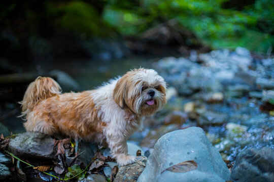shih tzu dog on rocks near a mountain river in summer 