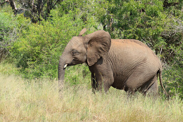 Fototapeta premium Afrikanischer Elefant / African elephant / Loxodonta africana