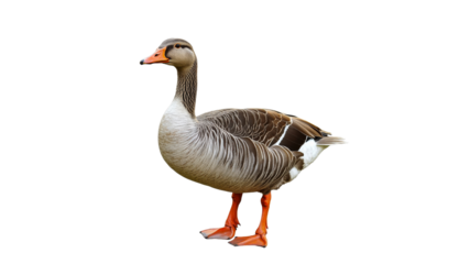 Goose standing on white background in natural pose