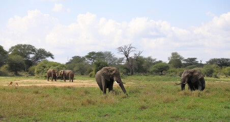 Afrikanischer Elefant im Schlamm / African elephant in the mud / Loxodonta africana