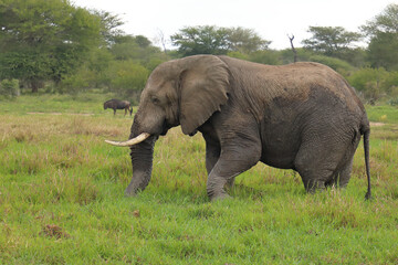 Fototapeta premium Afrikanischer Elefant im Schlamm / African elephant in the mud / Loxodonta africana