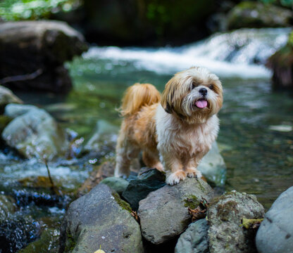 shih tzu dog on rocks near a mountain river in summer  - Powered by Adobe