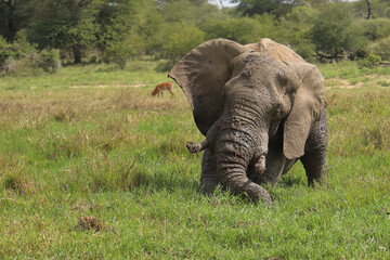 Naklejka premium Afrikanischer Elefant im Schlamm / African elephant in the mud / Loxodonta africana