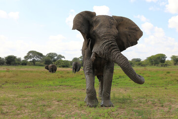 Fototapeta premium Afrikanischer Elefant / African elephant / Loxodonta africana..