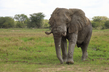Afrikanischer Elefant / African elephant / Loxodonta africana