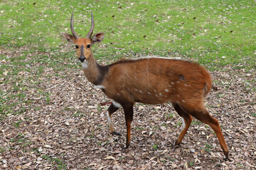 Buschbock / Bushbuck / Tregelaphus scriptus