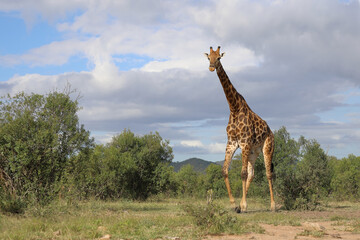 Giraffe / Giraffe / Giraffa camelopardalis