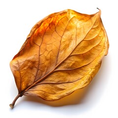 Dried Leaf Macro Photography