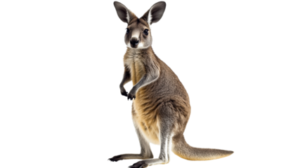 Kangaroo standing in a neutral pose indoors
