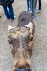 Fototapeta premium feeding the wild deer in Nara, Japan 