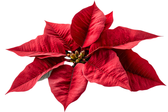 Bright red poinsettia leaves displayed elegantly