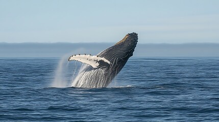 Fototapeta premium Humpback Whale Breaching Ocean Surface in Stunning Display of Marine Life